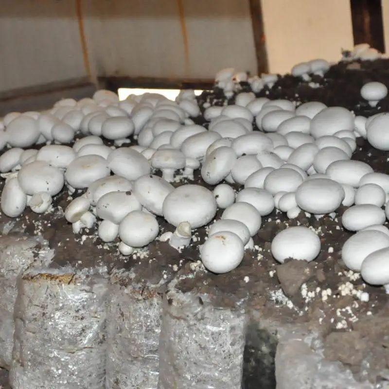 在食用菌菇的栽培上，也逐漸引進了大棚栽培技術